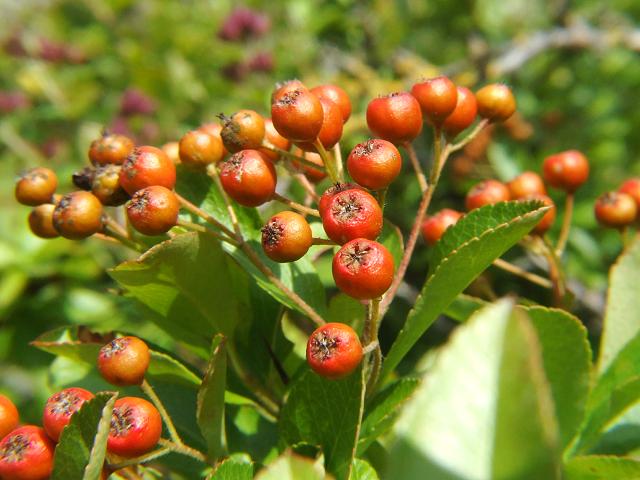 Pyracantha coccinea Firethorn Rosaceae Images