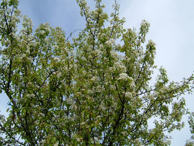 Pyrus cordata Plymouth Pear Rosaceae Images