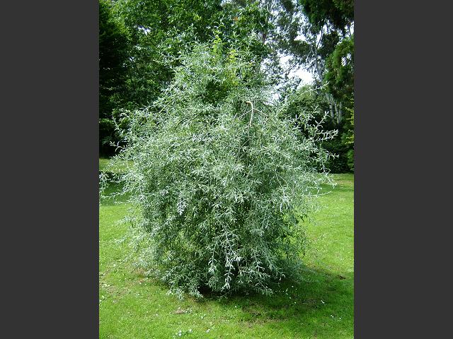 Pyrus salicifolia Willow leaved Pear fruit Rosaceae Images