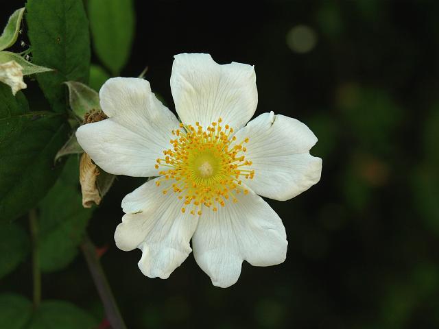 Rosa arvensis Field Rose Rosaceae Images