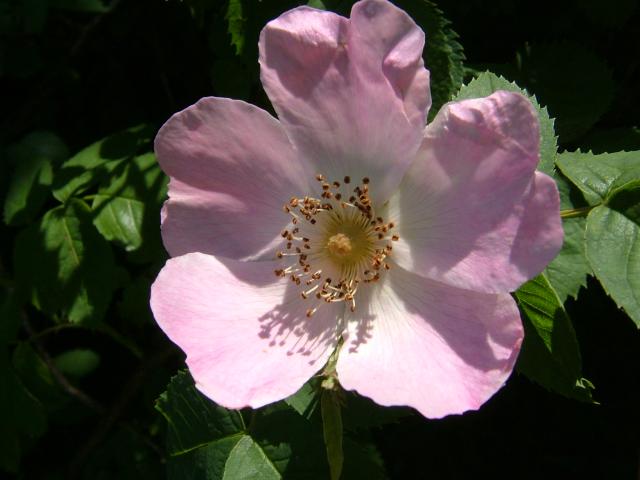 Rosa canina Dog Rose Rosaceae Images