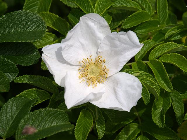 Rosa rugosa Japanese Rose Rosaceae Images