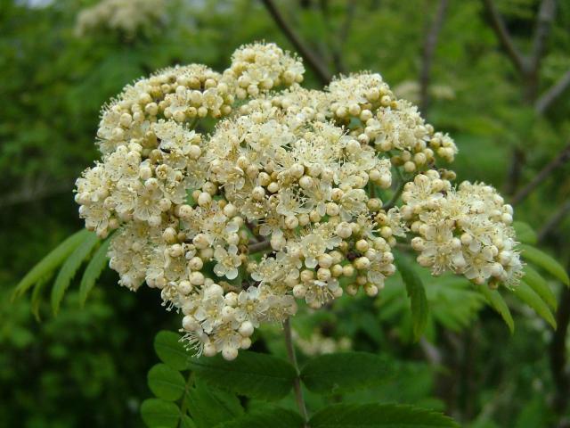 Sorbus aucuparia Mountain Ash or Rowan Rosaceae Images