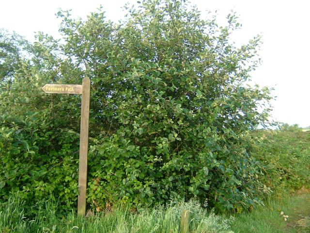 Sorbus devoniensis Devon Whitebeam or French Hales Rosaceae Images