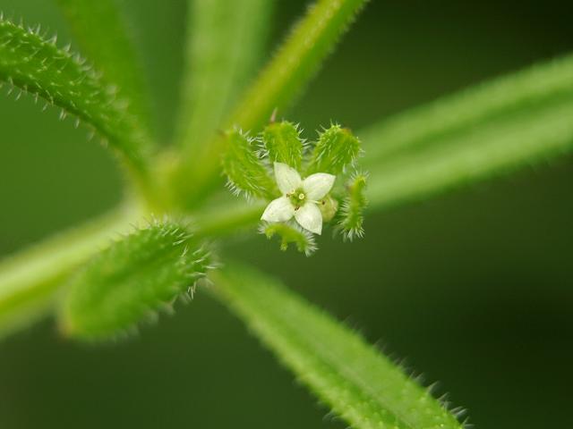 Galium aparine Cleavers Clivers Goosegrass Stickywilly Stickyjack Stickyweed Stickybuds Stickyleaf Catchweed Robin run the hedge and Coachweed Rubiaceae Images