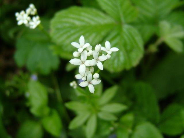 Galium odoratum Woodruff Rubiaceae Images