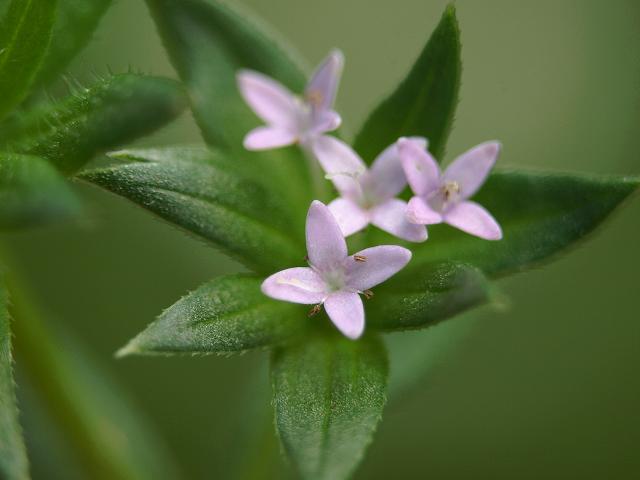 Sherardia arvensis Field Madder Rubiaceae Images