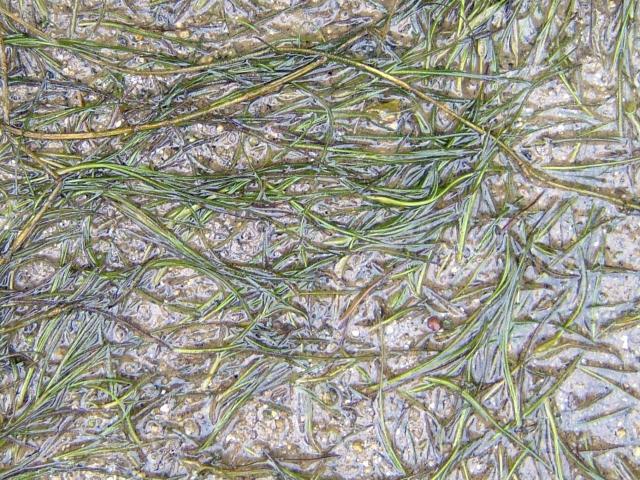 Ruppia maritima - Beaked Tasselweed or Tassel Pondweed Ruppiaceae Images