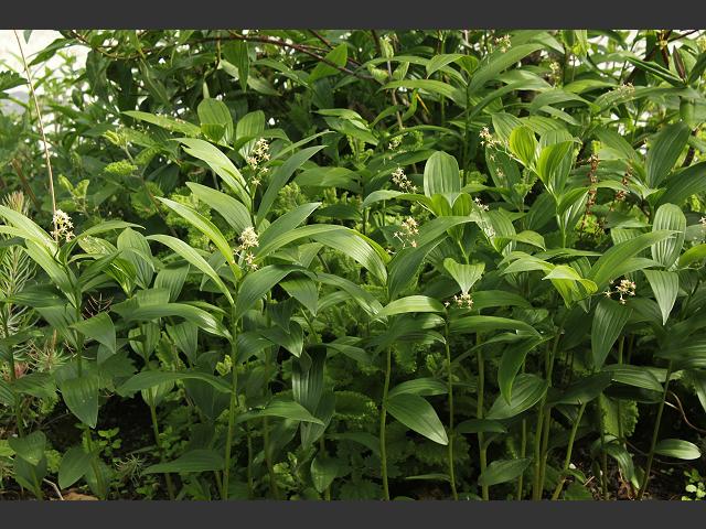 Maianthemum stellatum Star flowered Starry or Little False Solomons Seal Ruscaceae Images