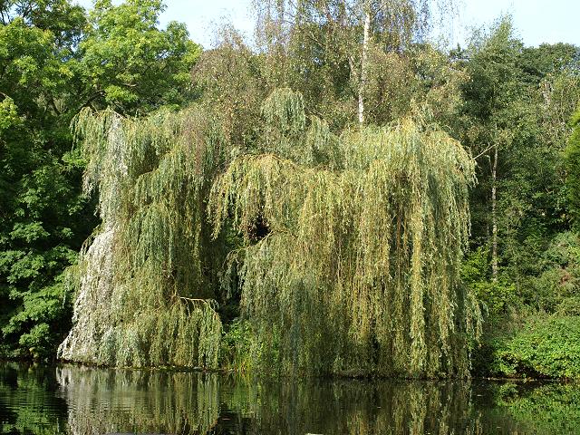 Salix babylonica Weeping Willow Salicaceae Images