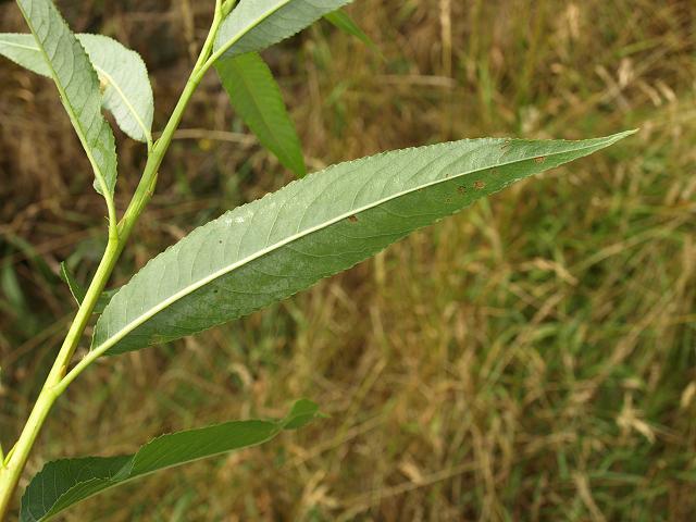 Salix fragilis Crack Willow Salicaceae Images