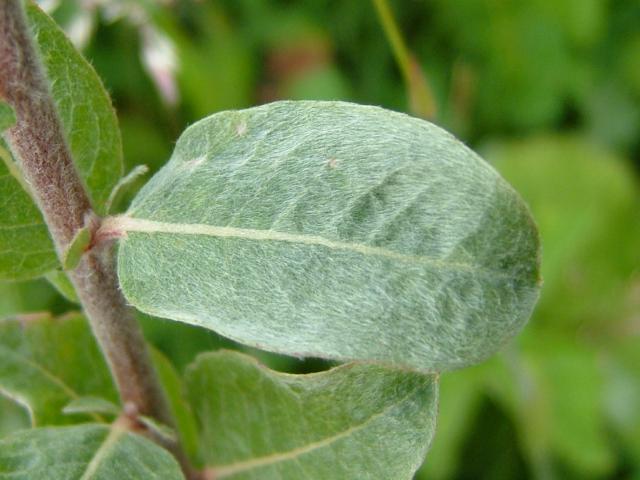 Salix repens var argentea Creeping Willow Salicaceae Images
