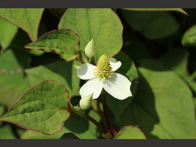 Houttuynia cordata Fish Plant Saururaceae Images