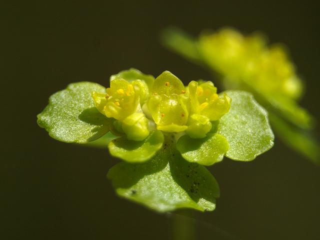 Chrysoplenium oppositifolium Opposite leaved Golden Saxifrage Saxifragaceae Images