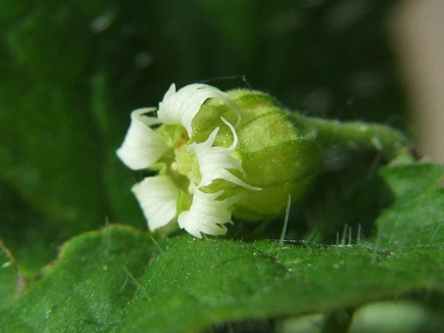 Tellima grandiflora Fringe Cups Saxifragaceae Images