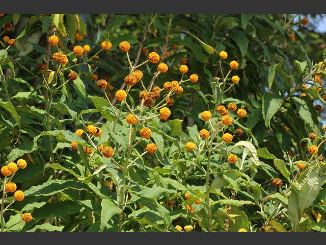 Buddleja globosa Orange ball tree Scrophulariaceae Images