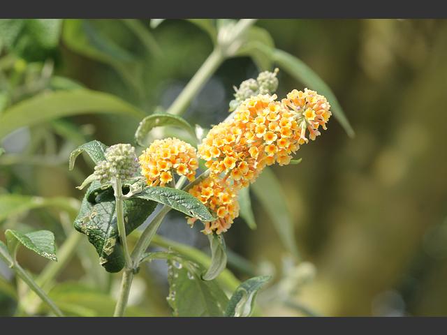 Buddleja x weyeriana Buddleja davidii x Buddleja globosa Scrophulariaceae Images