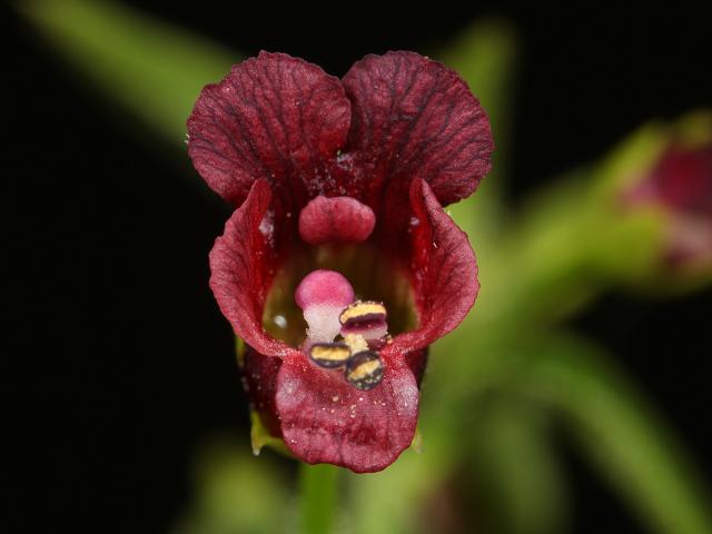 Scrophularia peregrina Nettle leaved Figwort Scrophulariaceae Images