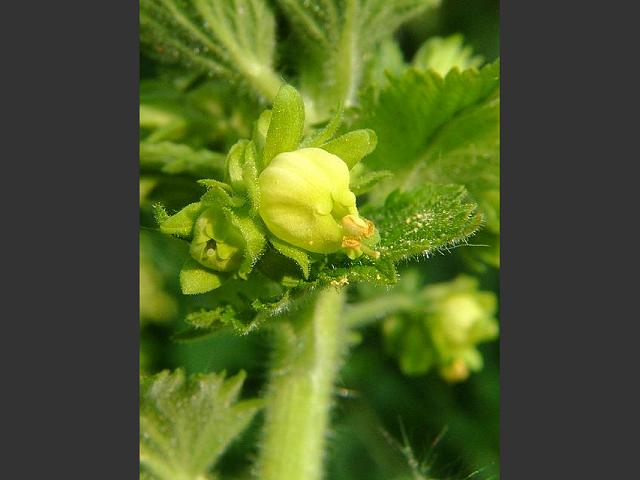 Scrophularia vernalis Yellow Figwort Scrophulariaceae Images