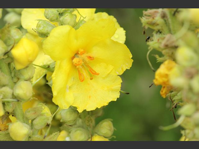 Verbascum phlomoides Orange Mullein Scrophulariaceae Images