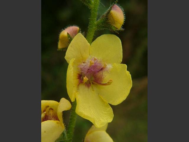 Verbascum virgatum Twiggy Mullein Slender Mullein Large flowered Mullein Scrophulariaceae Images