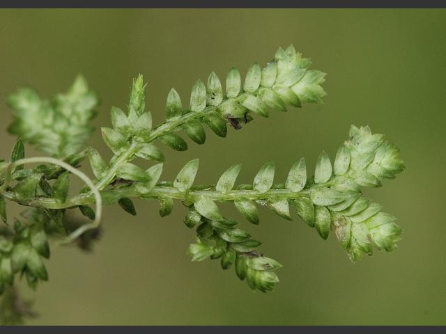 Selaginella kraussiana Mossy Clubmoss Spikemoss Images