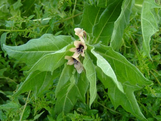 Hyoscyamus niger Henbane Solanaceae Images