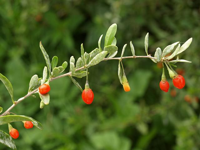 Lycium barbarum Duke of Argylls Teaplant Solanaceae Images