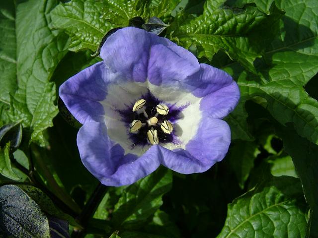 Nicandra physaloides Apple of Peru Solanaceae Images