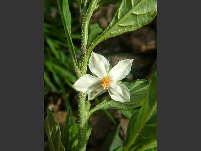 Solanum capsicastrum Winter Cherry Solanaceae Images