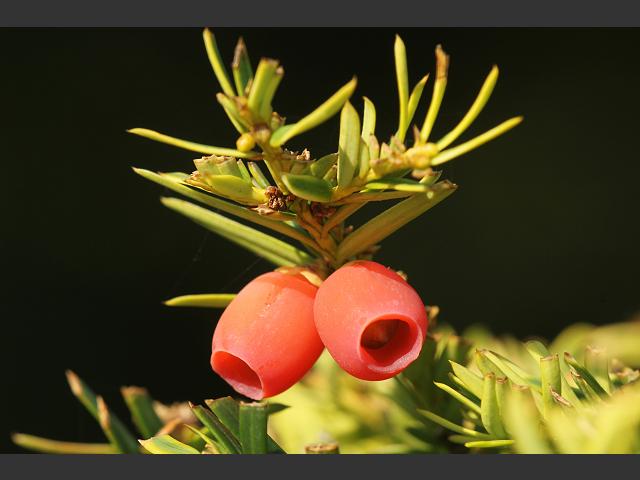 Taxus baccata Yew Taxaceae Images