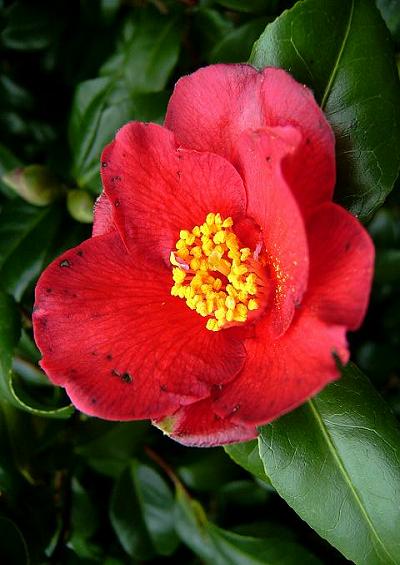 Theaceae Tea Plant Family