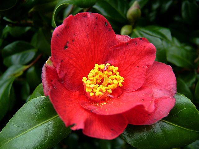 Camellia japonica Camellia Theaceae Images