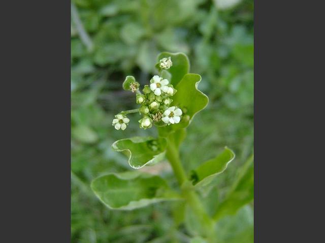 Samolus valerandi Brookweed Theophrastaceae Images