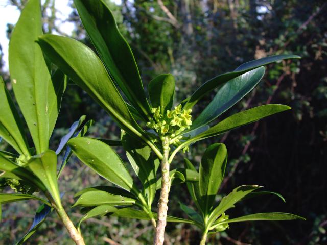 Daphne laureola Spurge Laurel Thymelaeaceae Images