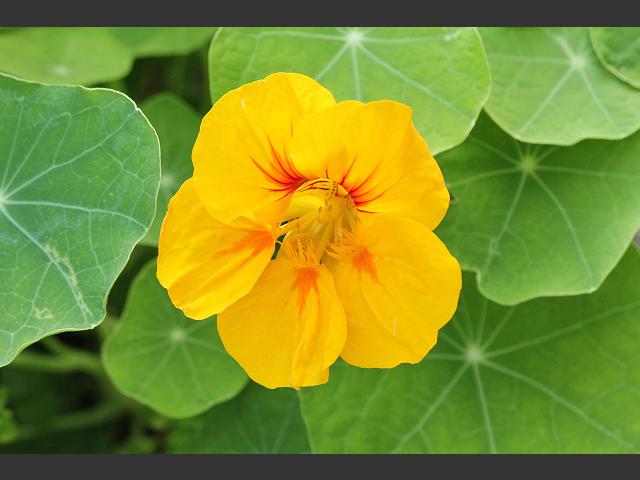 Tropaeolum majus Nasturtium Tropaeolaceae Images