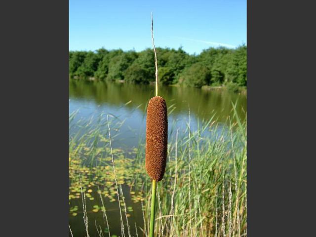 Typha angustifolia Lesser Bulrush or Lesser Reedmace Typhaceae Images