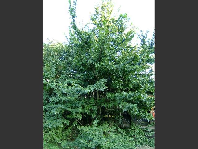 Ulmus minor Smooth leaved Elm Ulmaceae Images