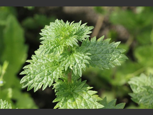 Urtica urens Small Nettle Urticaceae Images