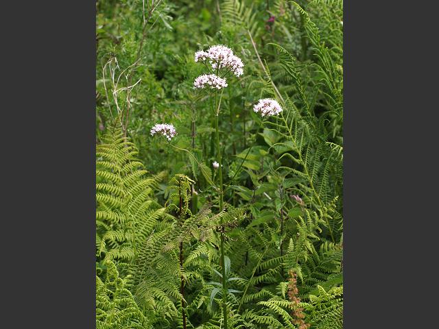 Valeriana officinalis Common Valerian Valerianaceae Images