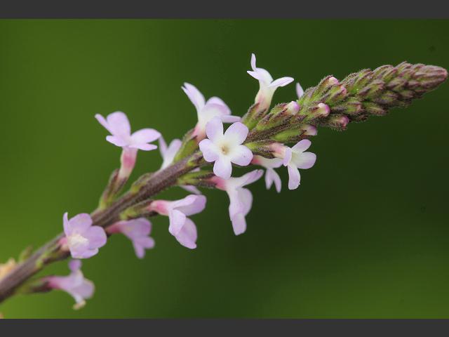 Verbena officinalis Vervain Verbenaceae Images