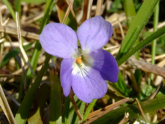 Viola hirta Hairy Violet Violaceae Images