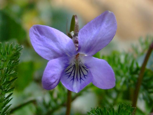 Viola riviniana Common Dog Violet Violaceae Images