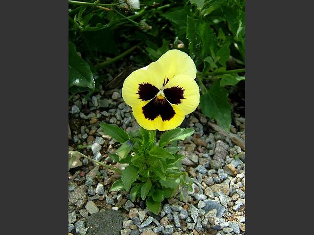 Viola x wittrockiana Garden Pansy Violaceae Images