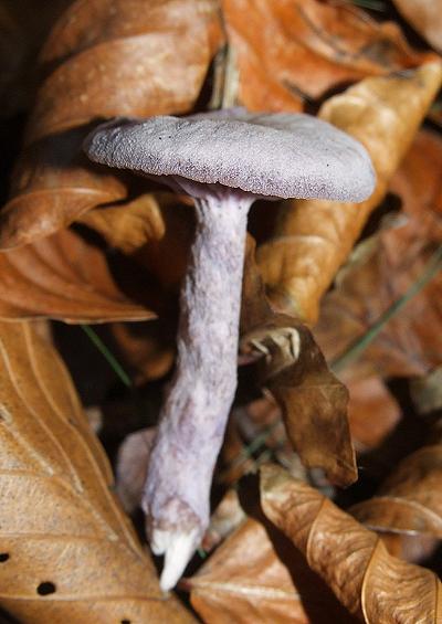 Mushrooms and Toadstools Fungi Images A-Z UK