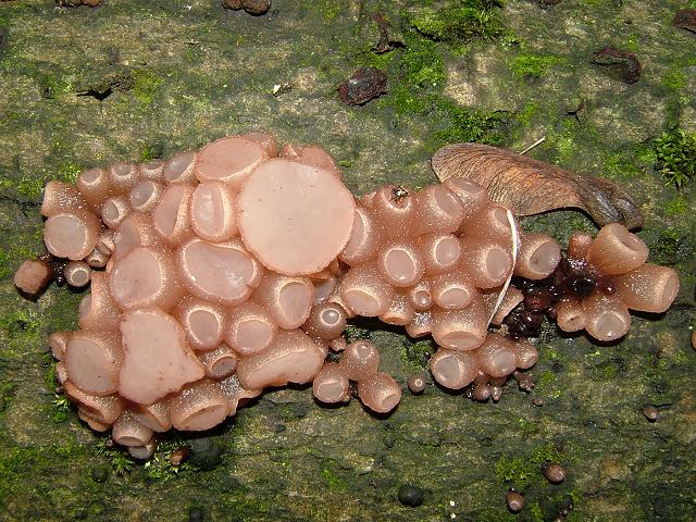 Neobulgaria pura Beech Jellydisc Images