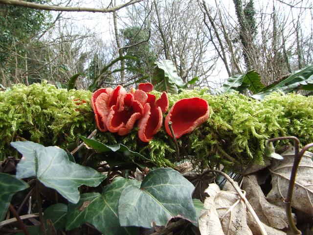 Sarcoscypha coccinea Scarlet Elfcup Images