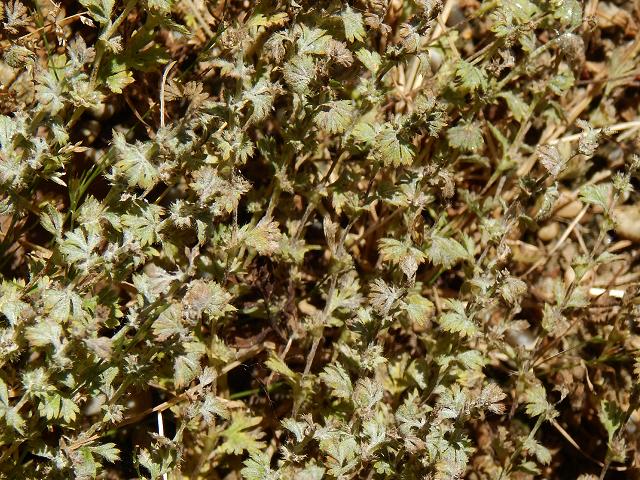 Podosphaera aphanis Strawberry Powdery Mildew Ascomycetes Ascomycota Images