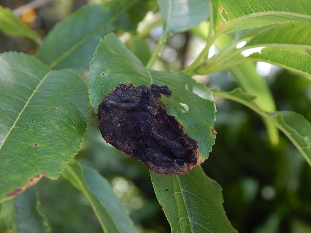 Taphrina deformans Peach Leaf Curl Ascomycetes Ascomycota Images