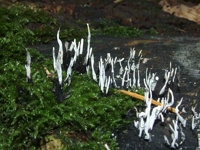 Xylaria hypoxylon candlesnuff fungus ascomycota images